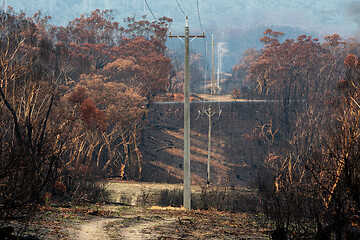 Image showing Burnt bush beside powerlines that have been replaced