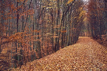 Image showing Autumn forest path