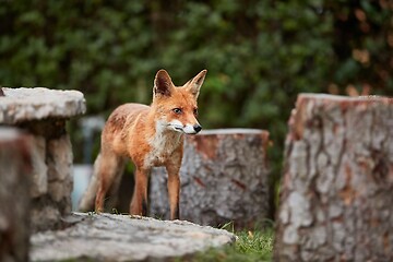 Image showing Fox at night in the countryside