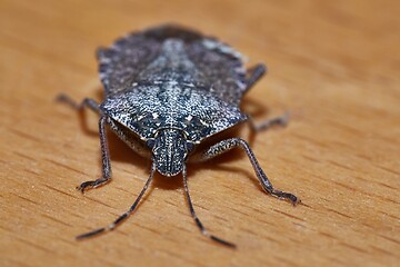 Image showing Stink bug closeup