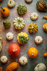 Image showing Various colorful mini pumpkins placed on rusty background