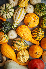 Image showing Beautiful colorful mini pumpkins on grac concrete background, holiday or autumn decoration