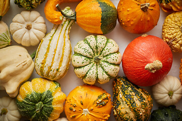 Image showing Colorful various kinds mini pumpkins on white background, top view, flat lay. Fall background.