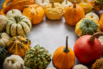 Image showing From above view of various kinds cute mini pumpkins placed in circle with space with copy space