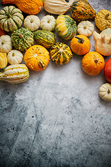 Image showing Beautiful colorful mini pumpkins on grac concrete background, ho