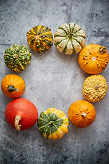 Image showing From above view of various kinds cute mini pumpkins placed in circle with space with copy space