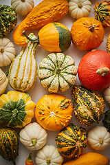 Image showing Colorful various kinds mini pumpkins on white background, top view, flat lay. Fall background.