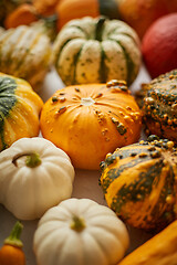 Image showing Colorful various kinds mini pumpkins on white background, top vi