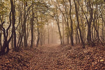 Image showing Forest path in mist