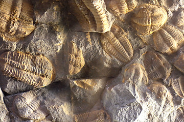 Image showing trilobite background