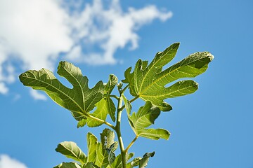 Image showing Green Leaves of a fig tree in summer