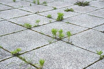 Image showing Weed growing in a deserted urban area