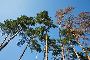 Image showing Spring Green Leaves