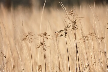 Image showing Weed plant growing