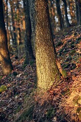 Image showing Tree Trunk in autumn