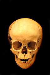 Image showing human skull