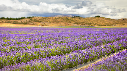 Image showing lavender field in New Zealand