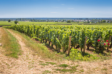 Image showing View of in the vineyard in Burgundy Bourgogne home of pinot noir and chardonnay in summer day with blue sky. Cote d\'Or