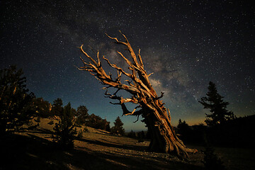 Image showing Bristlecone Pine Tree in the Forest