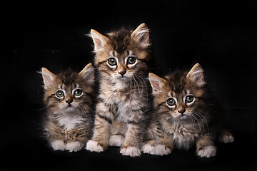 Image showing Sweet Adorable Cute Kittens Awaiting Adoption