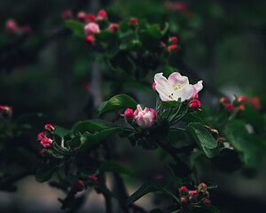 Image showing Flower And Red Buds Of Apple Blossom Close-up