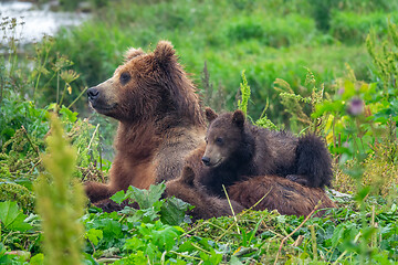 Image showing female brown bear and her cubs