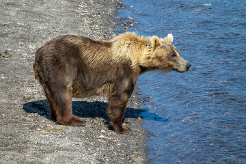 Image showing Brown bear looking for fish in river