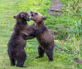 Image showing Two brown bear cubs playing