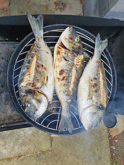 Image showing Grilled gilthead sea bream, dorada on the grill