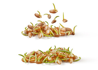 Image showing Natural organic germinated wheat grass, micro greens on a white background.