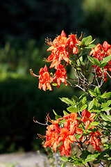 Image showing Red rhododendron azalea blooms in spring garden