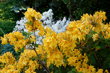 Image showing Flowering flower azalea, rhododendron in spring garden