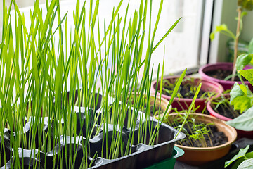 Image showing Growing oats sprouts on a window for feeding cats and other seedlings