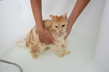 Image showing The cat that is bathed in the bathroom does not like water