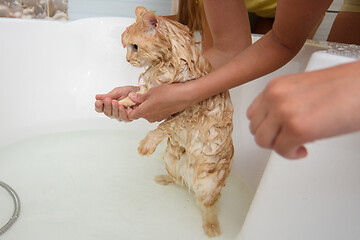 Image showing The cat stood on its hind legs bathing in the bathroom