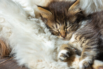 Image showing A street kitten sleeps on an adult cat, close-up