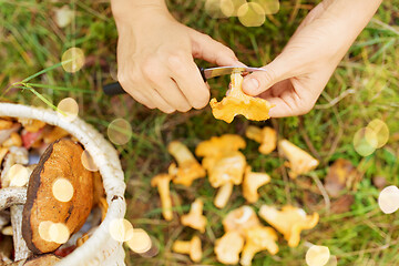 Image showing hands with mushrooms and basket in forest