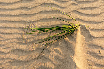 Image showing 
Wavy sea sand background