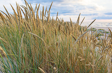 Image showing bent at the dunes of the Baltic Sea