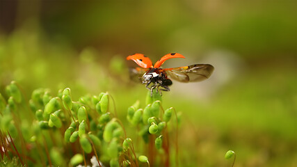 Image showing Close-up wildlife of a ladybug in the green grass in the forest