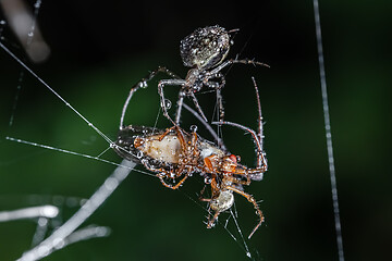 Image showing Close up macro shot of a two spiders fight for the captured vict