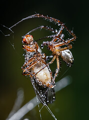 Image showing Close up macro shot of a spider grabbed the victim and wrapped i