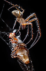 Image showing Close up macro shot of a spider grabbed the victim and wrapped i