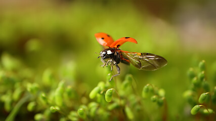 Image showing Close-up wildlife of a ladybug in the green grass in the forest