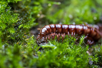 Image showing Small centipede in green moss. Spiral animal, insects with many 