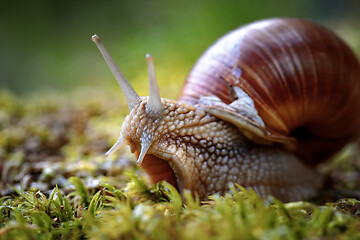 Image showing Helix pomatia also Roman snail, Burgundy snail