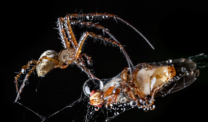 Image showing Close up macro shot of a spider grabbed the victim and wrapped i