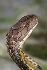Image showing Cobra snake closeup