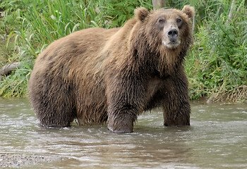 Image showing Big brown bear in river