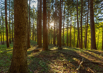 Image showing Pine forest with sun rays in spring